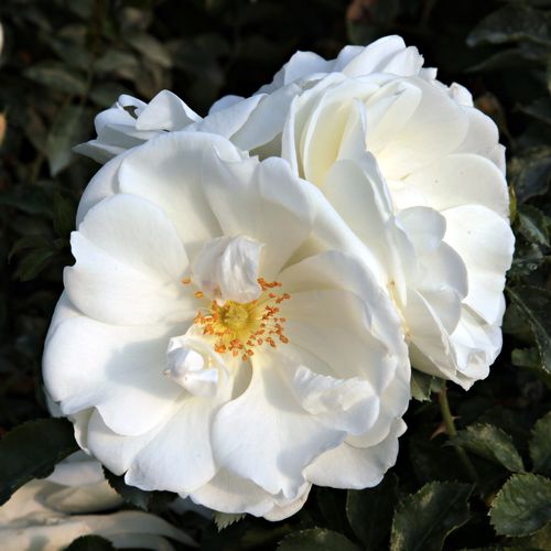 Rozen bestellen en bezorgen - Rosa White Flower Carpet - wit - bodembedekkende rozen - sterk geurende roos - Werner Noack - -